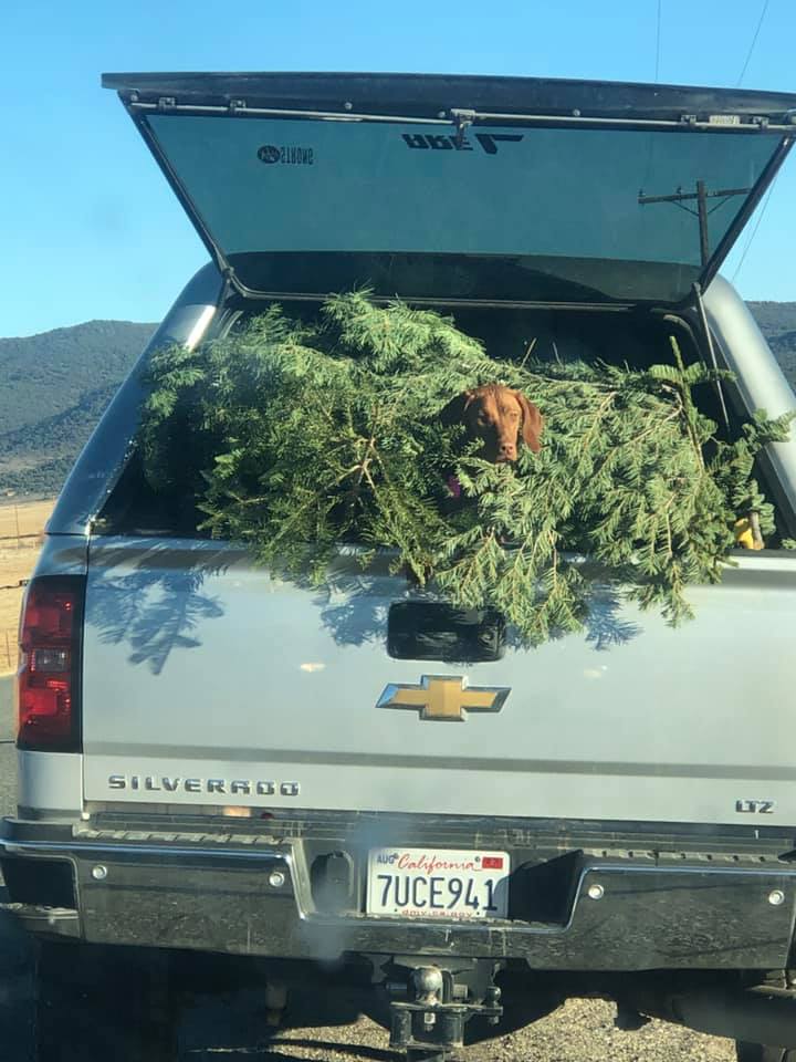 a dog sitting in a Christmas tree in the open back of a truck